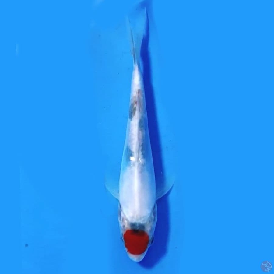 Tancho showa doit murni 17cm