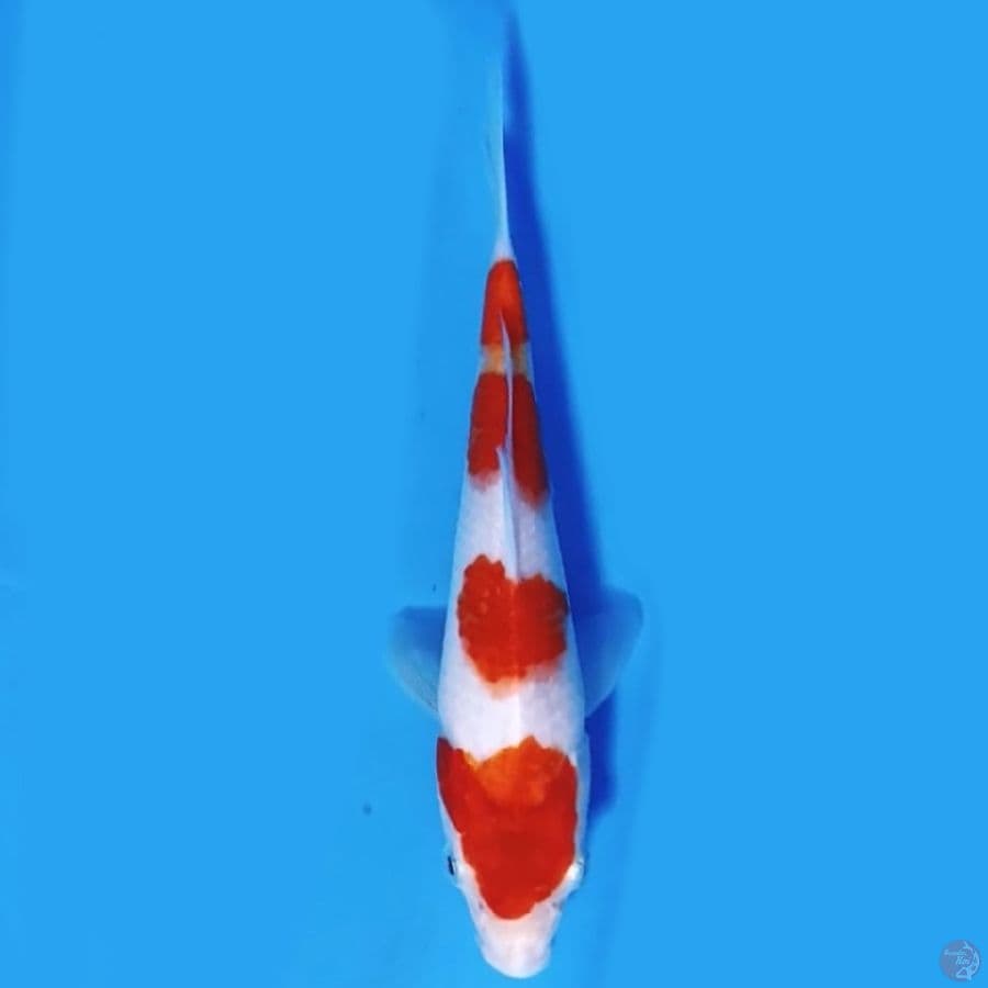 Yondan kohaku 18cm