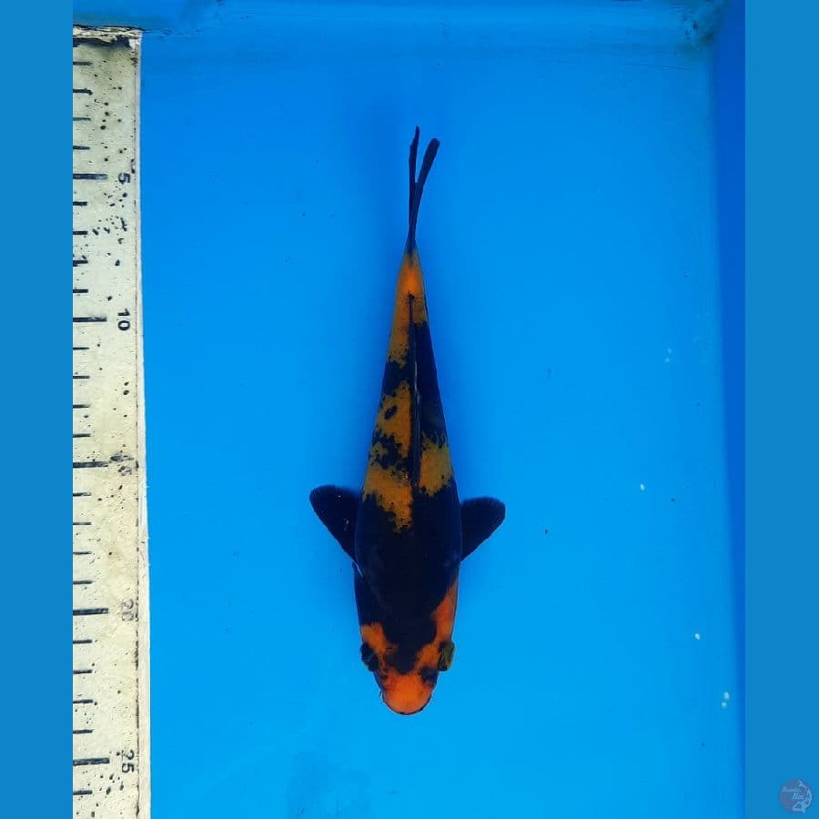 Hi utsuri 19cm