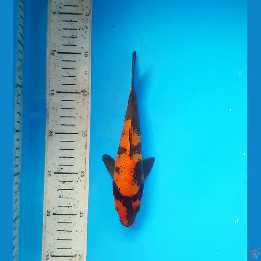 Hi utsuri 20cm
