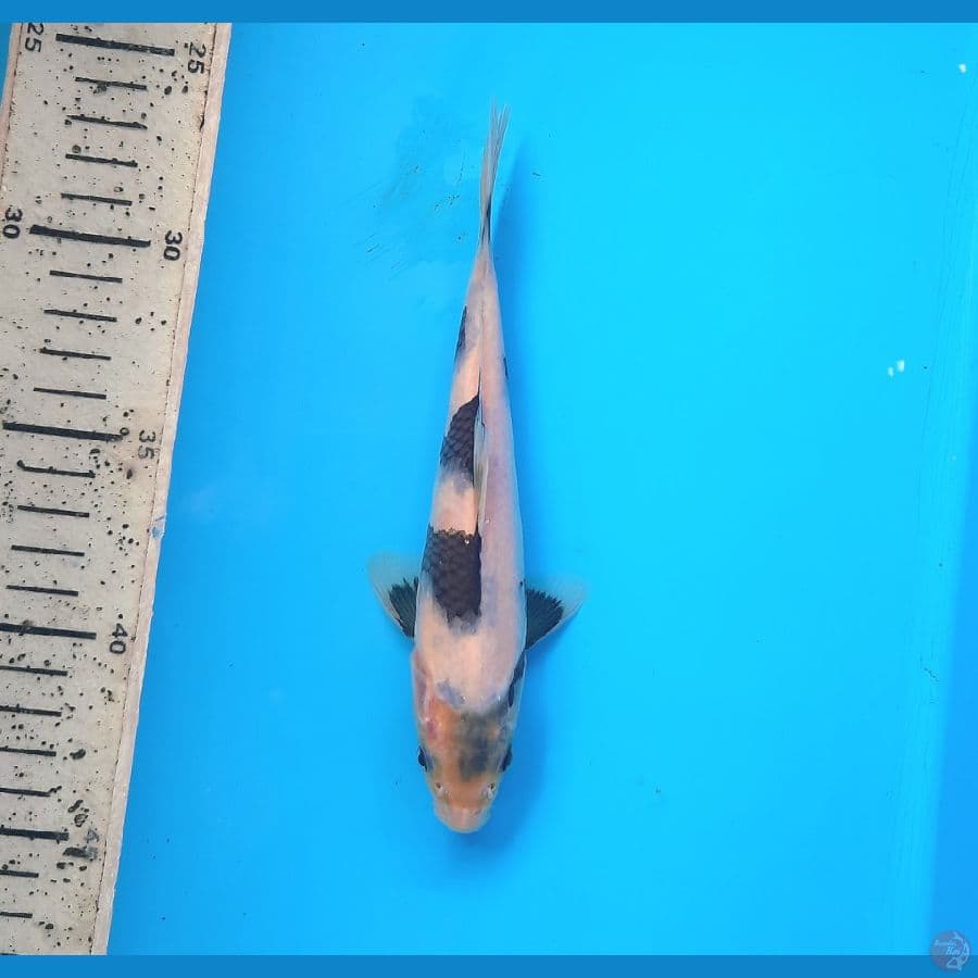 Shiro 17cm