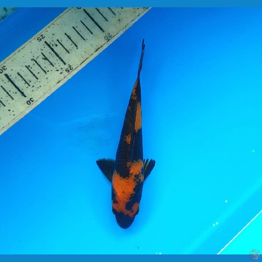 Hi utsuri 14cm