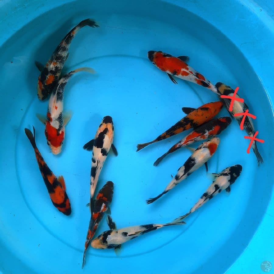 17-20cm Mix 11 ekor