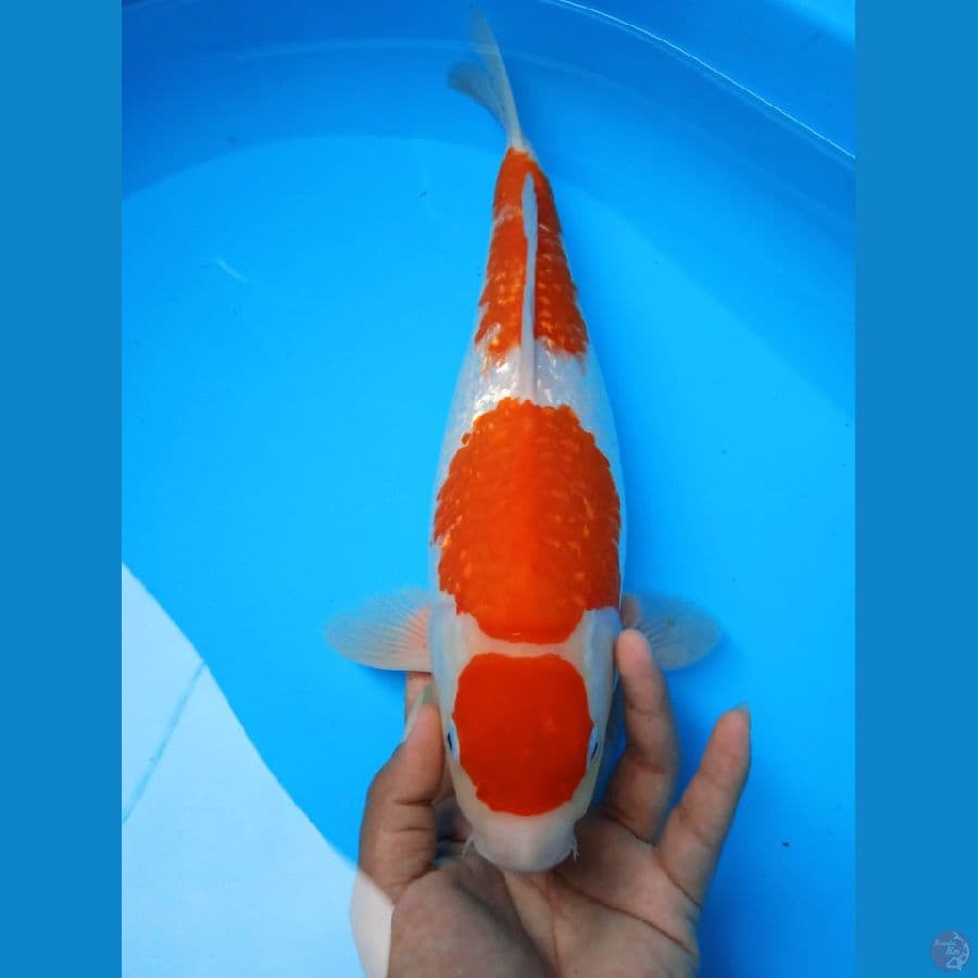 QQ MARUTEN KOHAKU F38CM