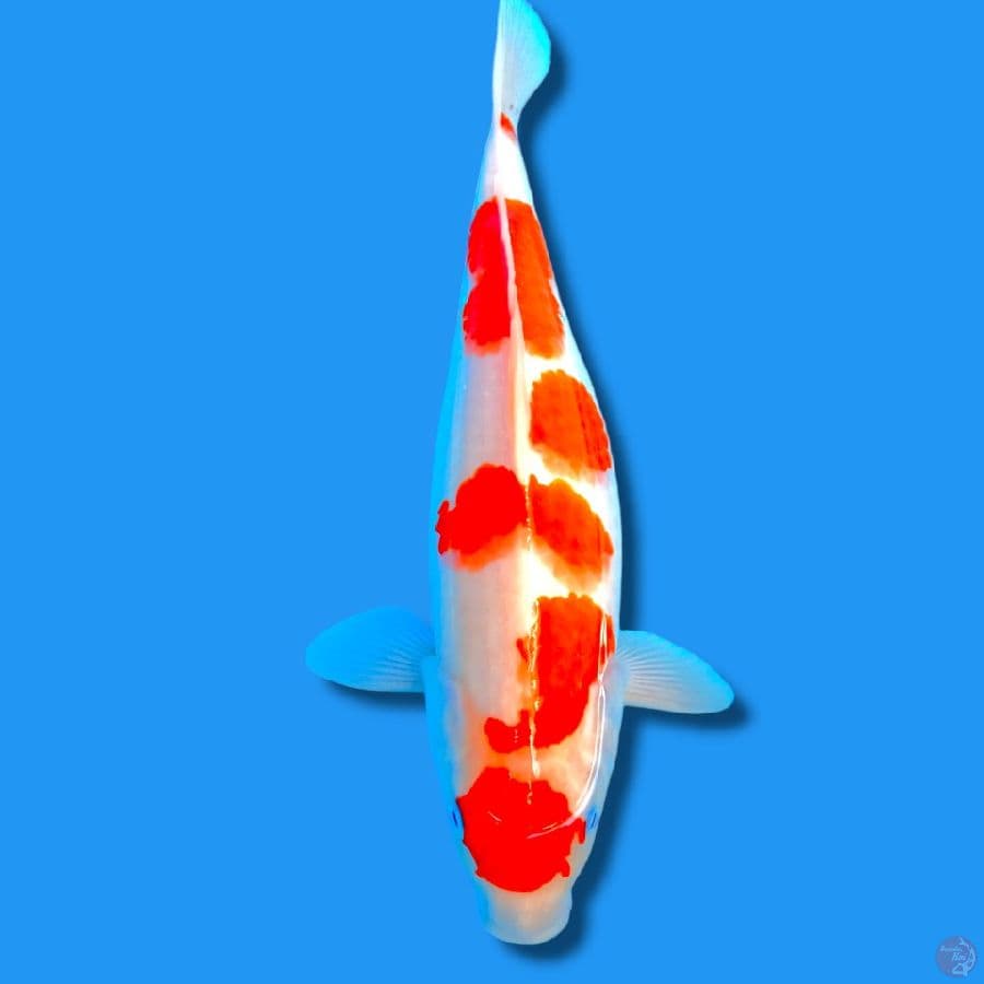 MARUTEN KOHAKU 35CM