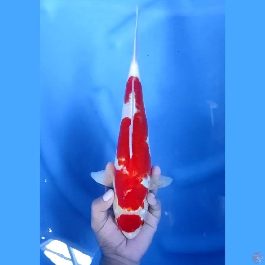 33CM # MARUTEN DOITSU - F