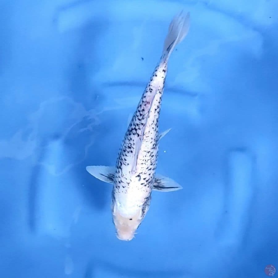 29CM # MATSUKAWABAKE - F