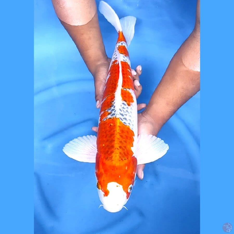 53CM # JUMBO BEST KUJAKU - M