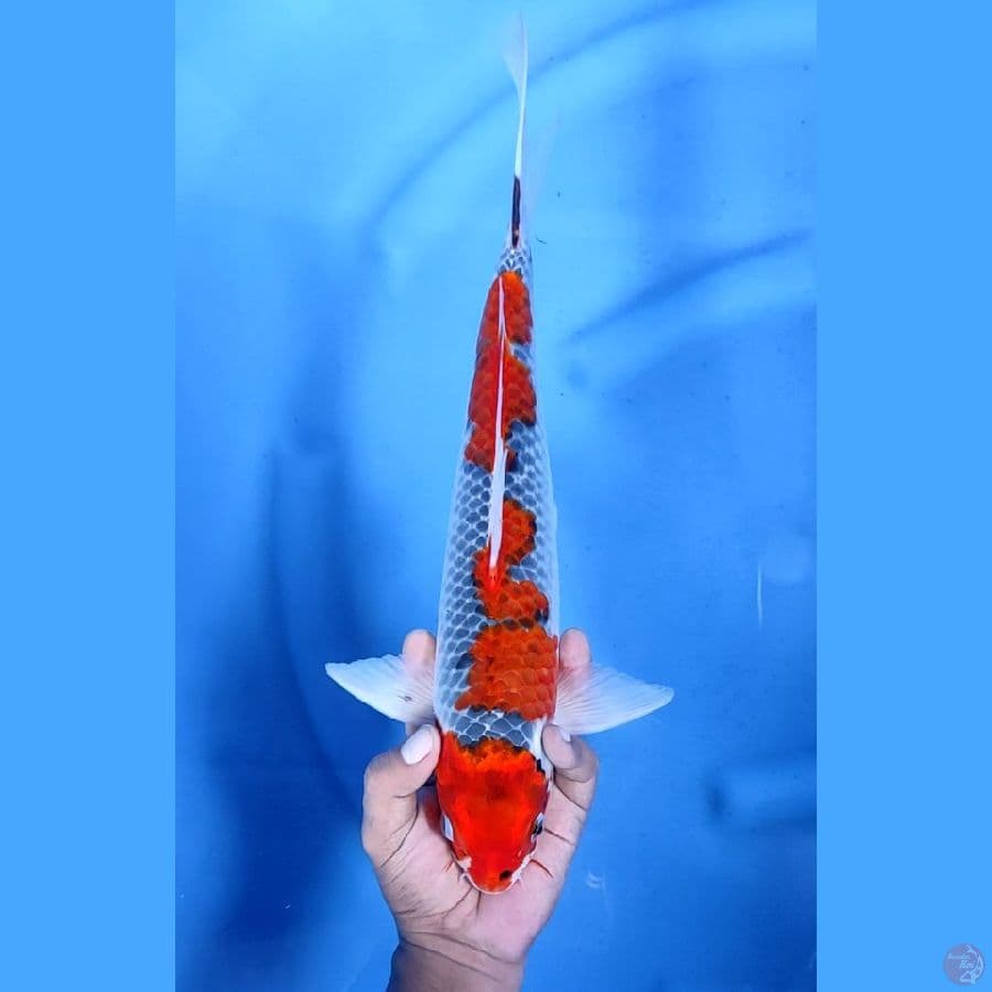 38CM # GOSHIKI RACING - M