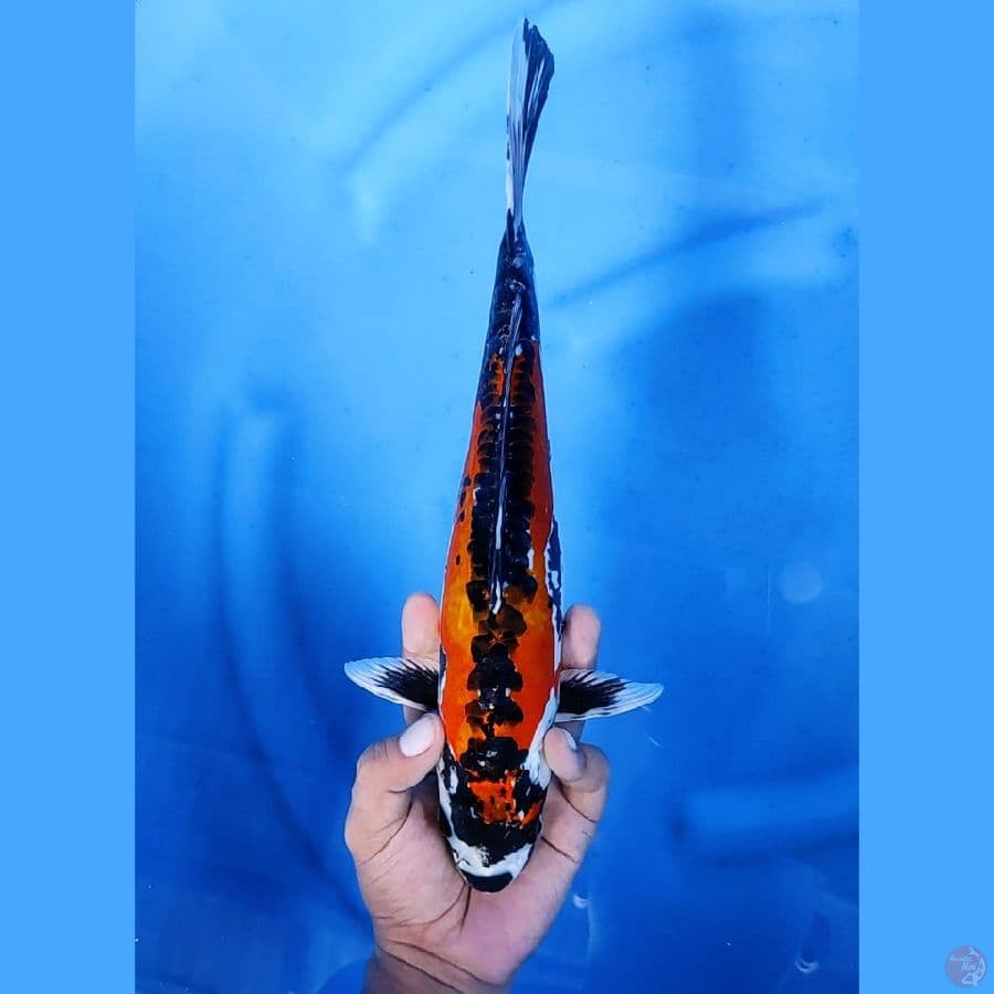 33CM # RARE BENI KIKO - F