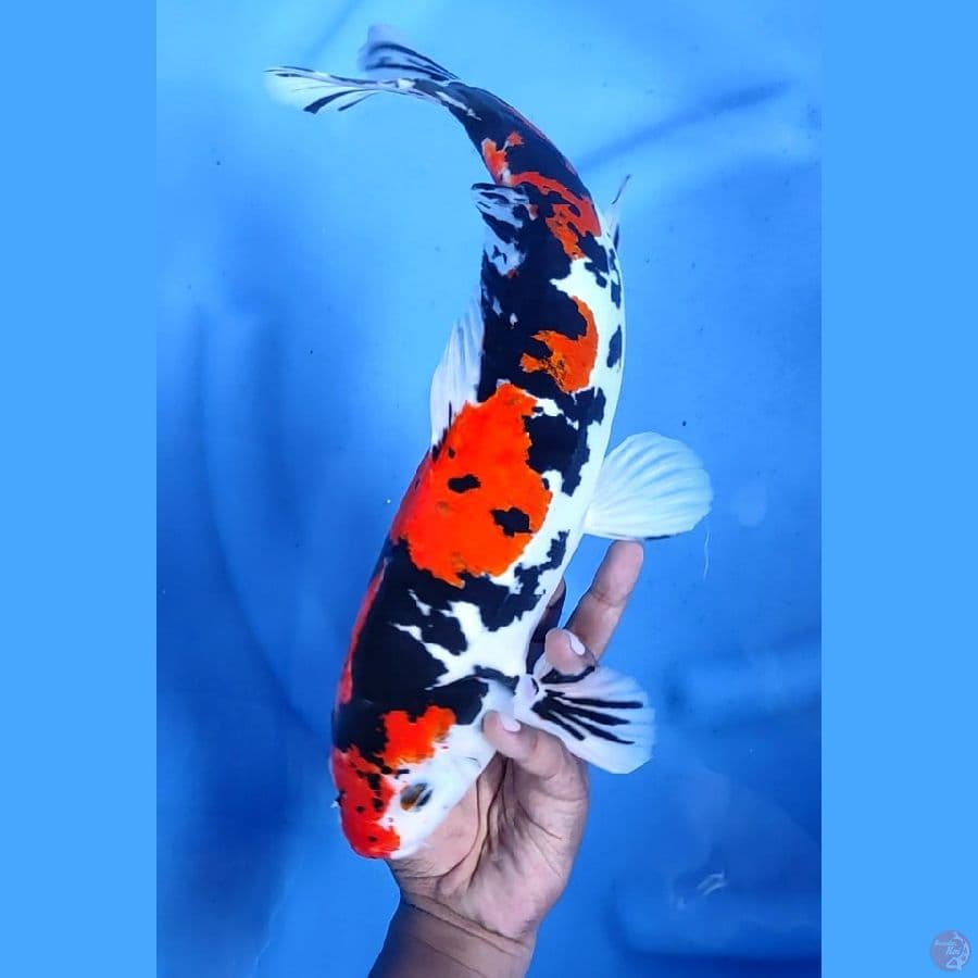 40CM # DOITSU SHOWA - M