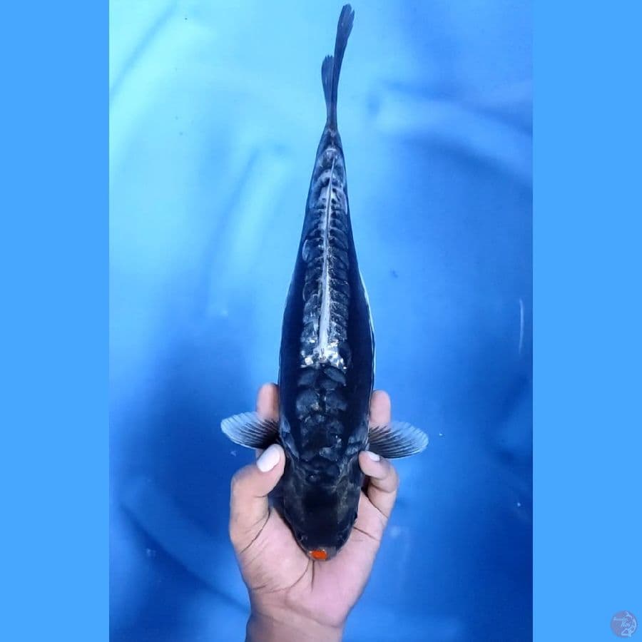 33CM # KUCIBENI KAWARIMONO - F