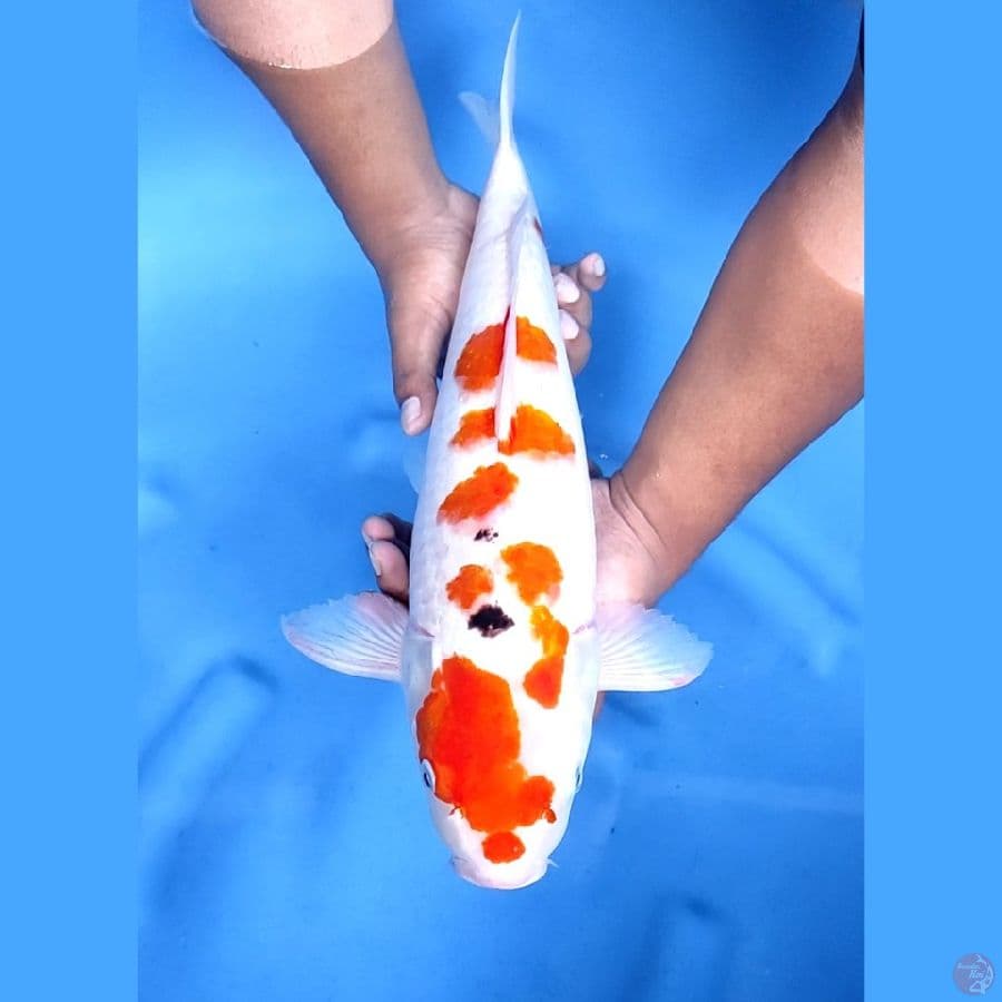 45CM # JUMBO SANKE - F