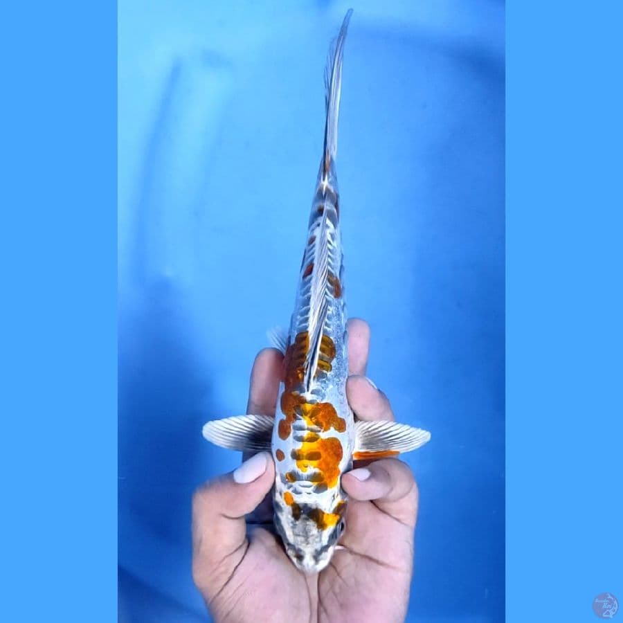 23CM # KIKOKURYU - M