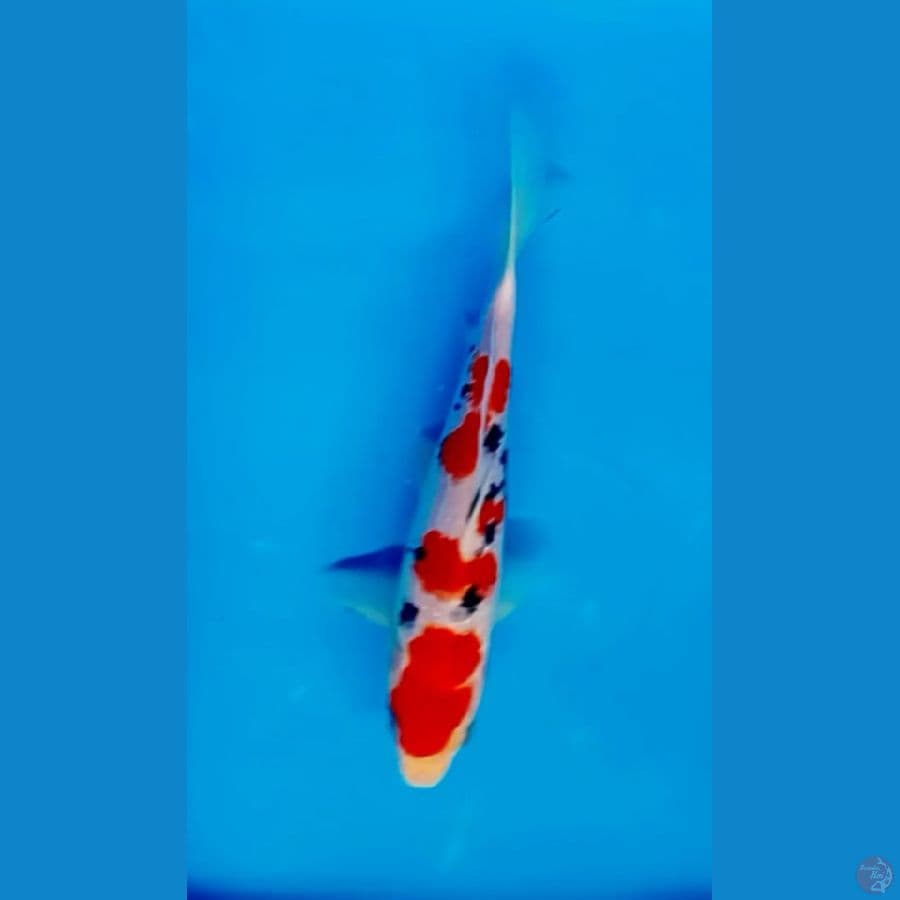 sangke sansoku 20 cm male