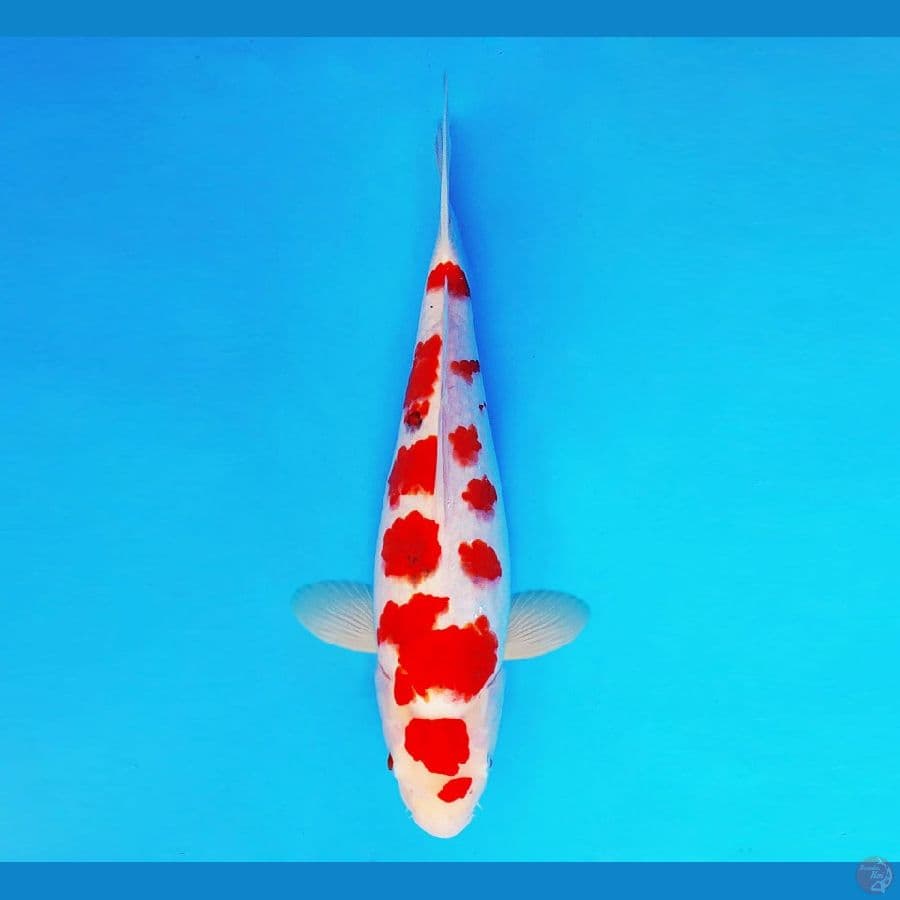 URAWA RED 3 ~ Ai Goromo Sakura 31 cm/fm ™