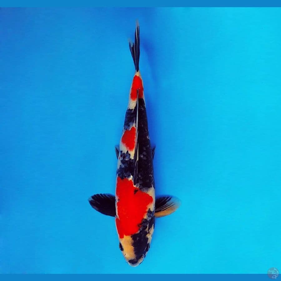 URAWA RED 6 ~ Showa 28 cm/male ™