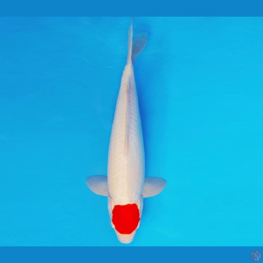 URAWA RED 7 ~ ORIGINAL TANCHO 31 cm/fm ™