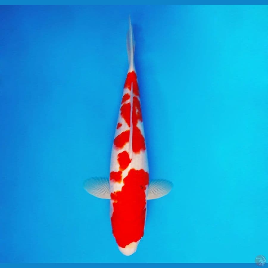 URAWA RED 8 ~ Taisho Sanke 35 cm/fm ™