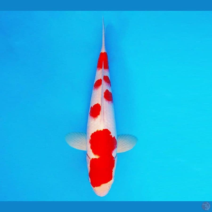 URAWA RED 11 ~ Kohaku 26 cm/male ™
