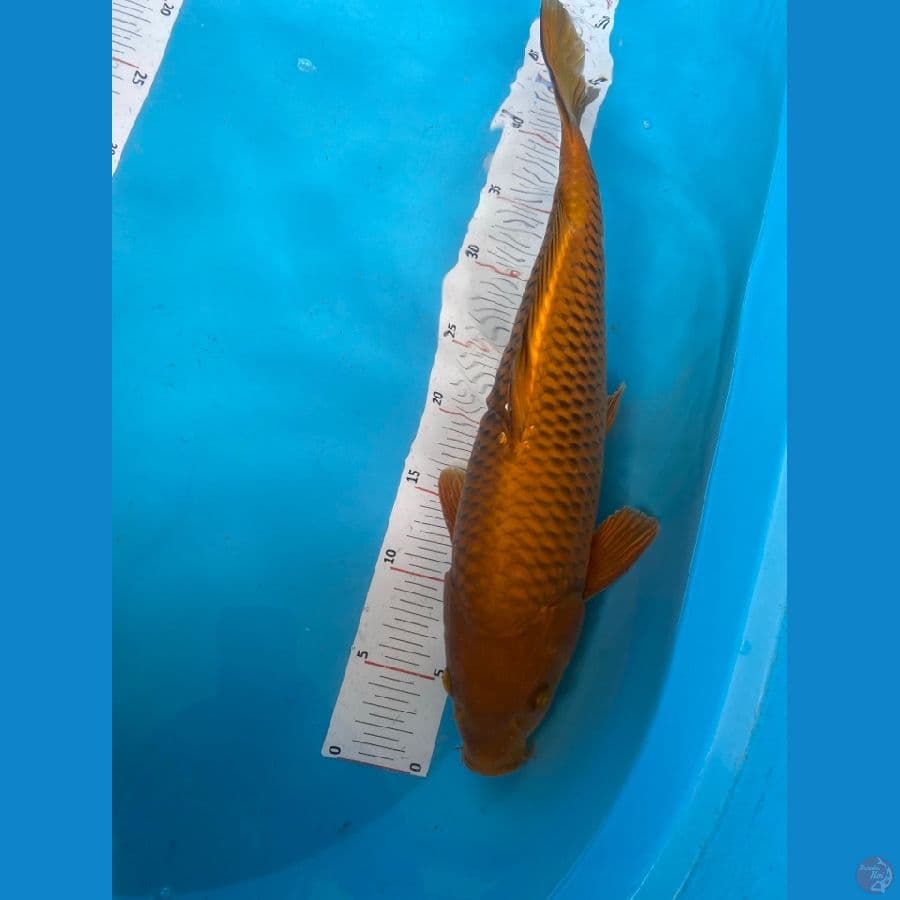 cagoi jantan 43 cm