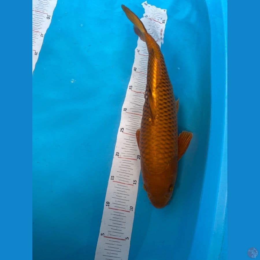 cagoi jantan 43 cm