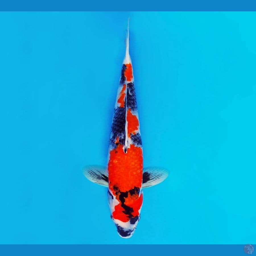 URAWA RED 12 ~ Showa Evolution 40 cm/fm ™