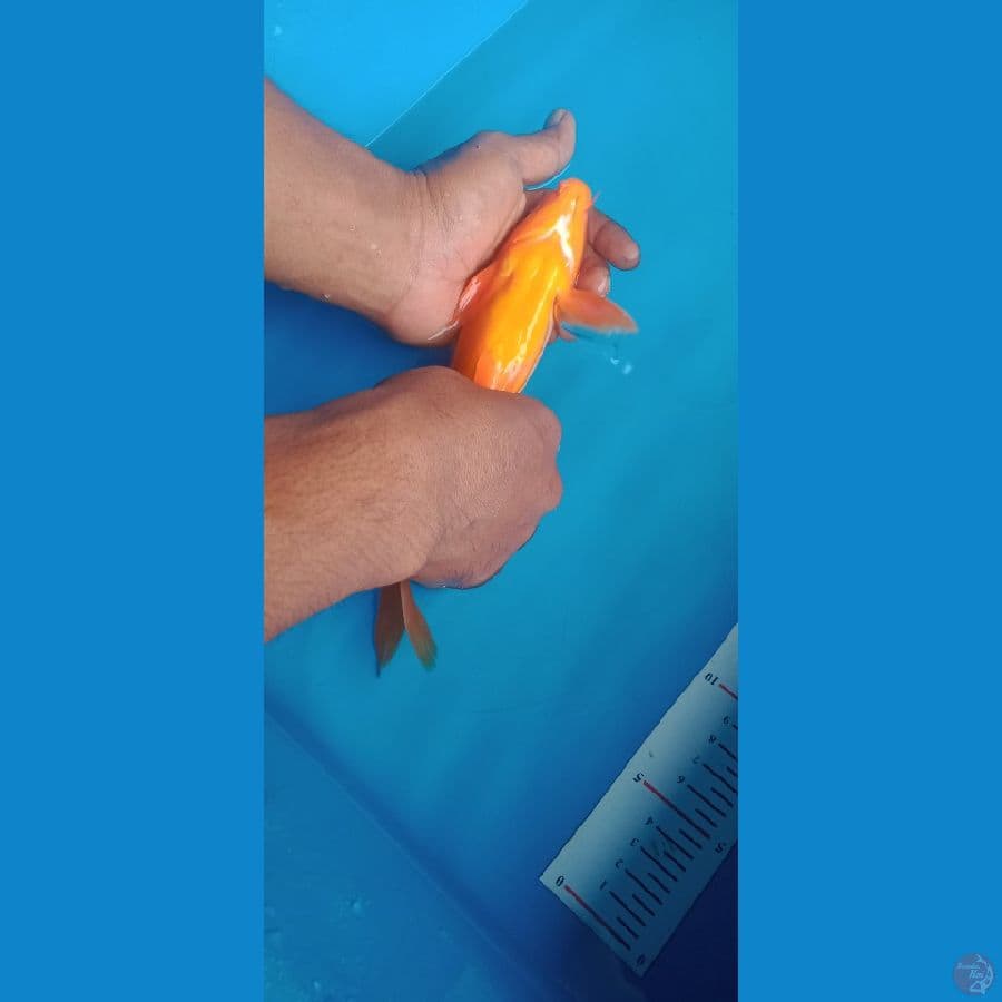 Doitsu 26cm