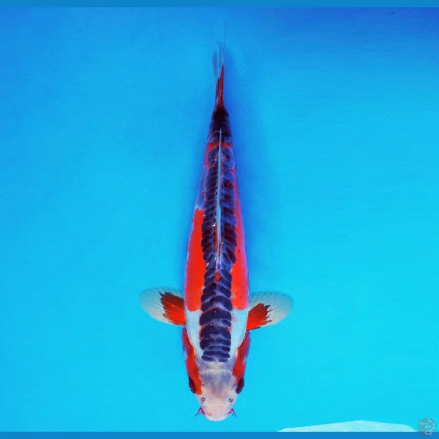 URAWA RED 15 ~ Hi Shusui 24 cm/fm ™