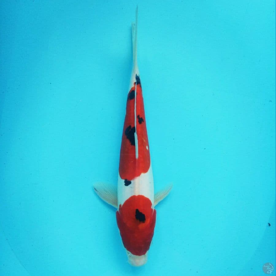 Original Doitsu 30cm