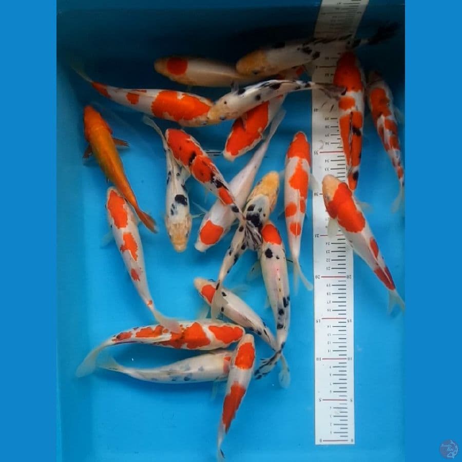 Original size 17-22cm 20ekor