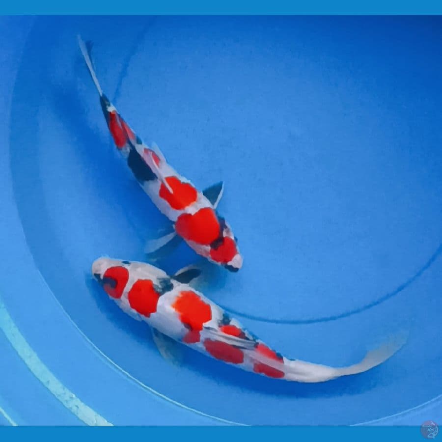 SQ showa 26-31 cm