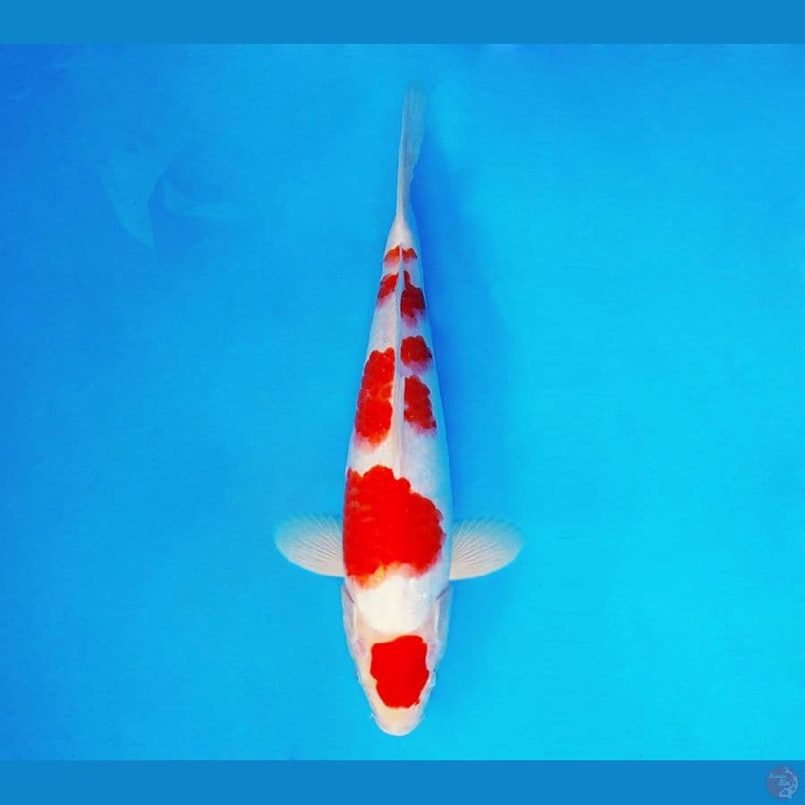 URAWA RED 18 ~ Kohaku 27 cm/fm ™