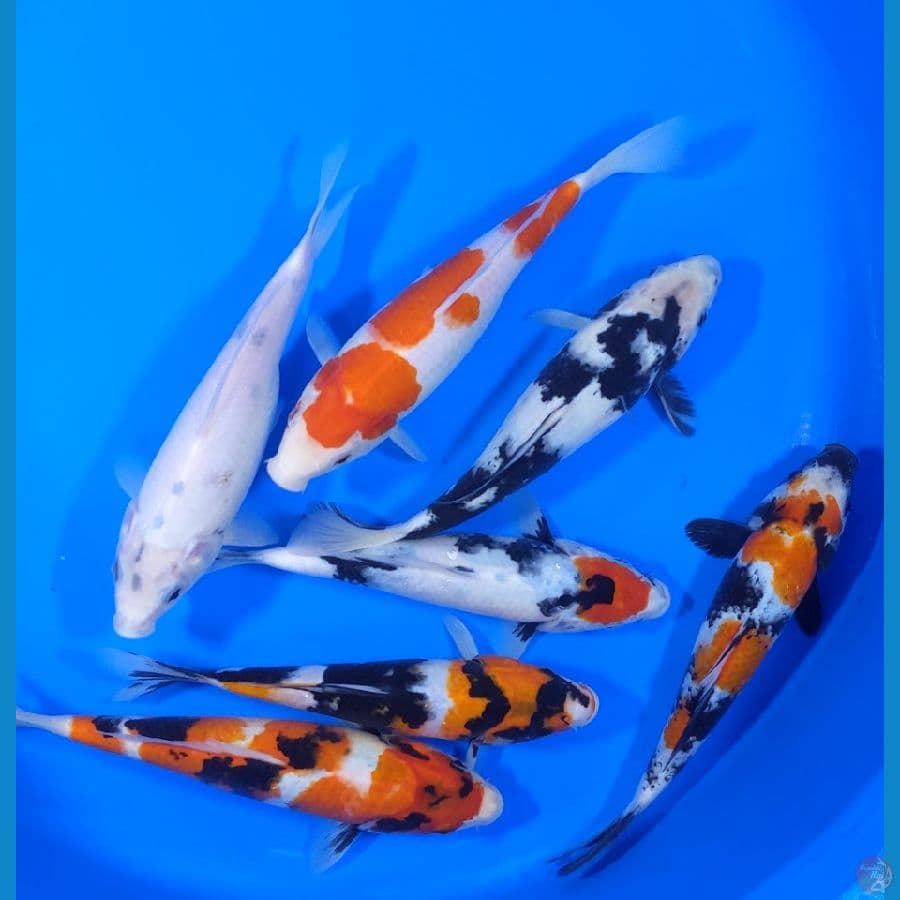 MiX koi 22-25 cm
