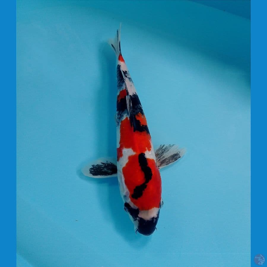 showa 32 cm