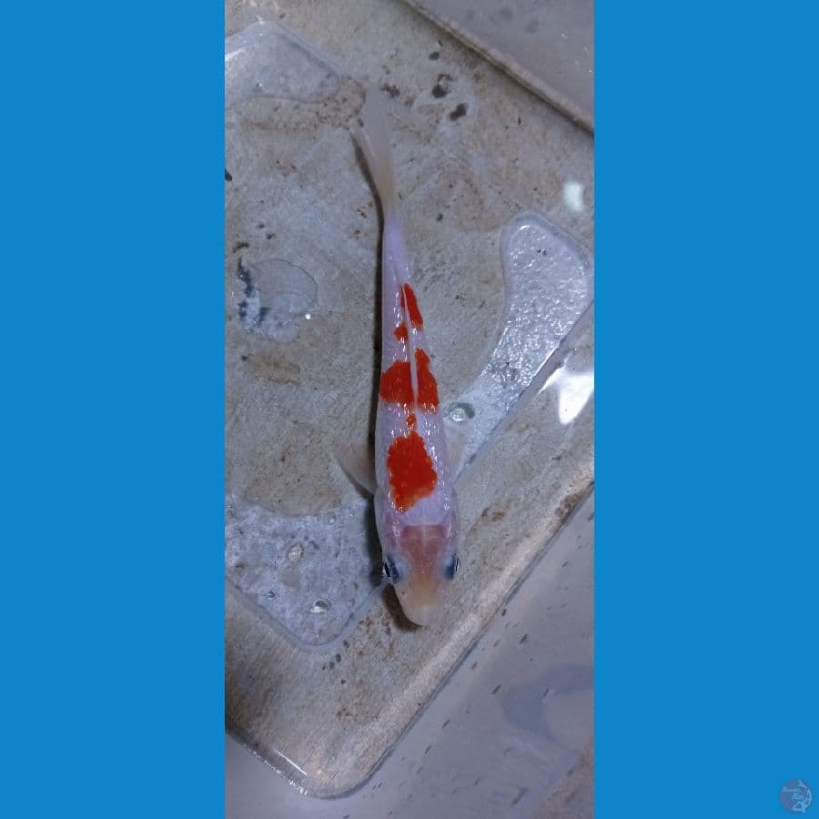 KOHAKU GINRIN 11 CM SETEP 3
