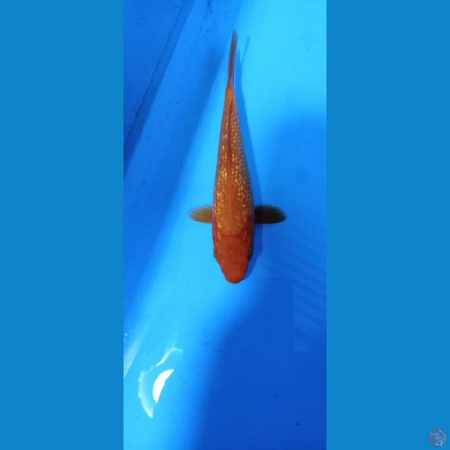 12 cm