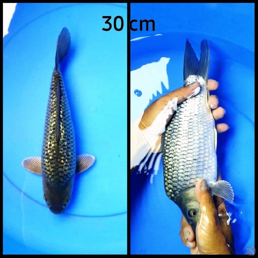 Tamasabha soragoi ginrin 30 cm punuk onta