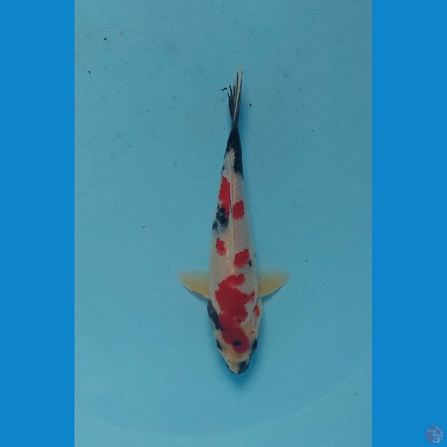 kindai showa 20 cm