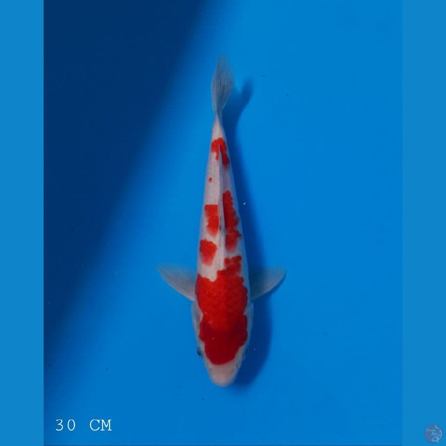 SANKE TATEGOI | 30 CM