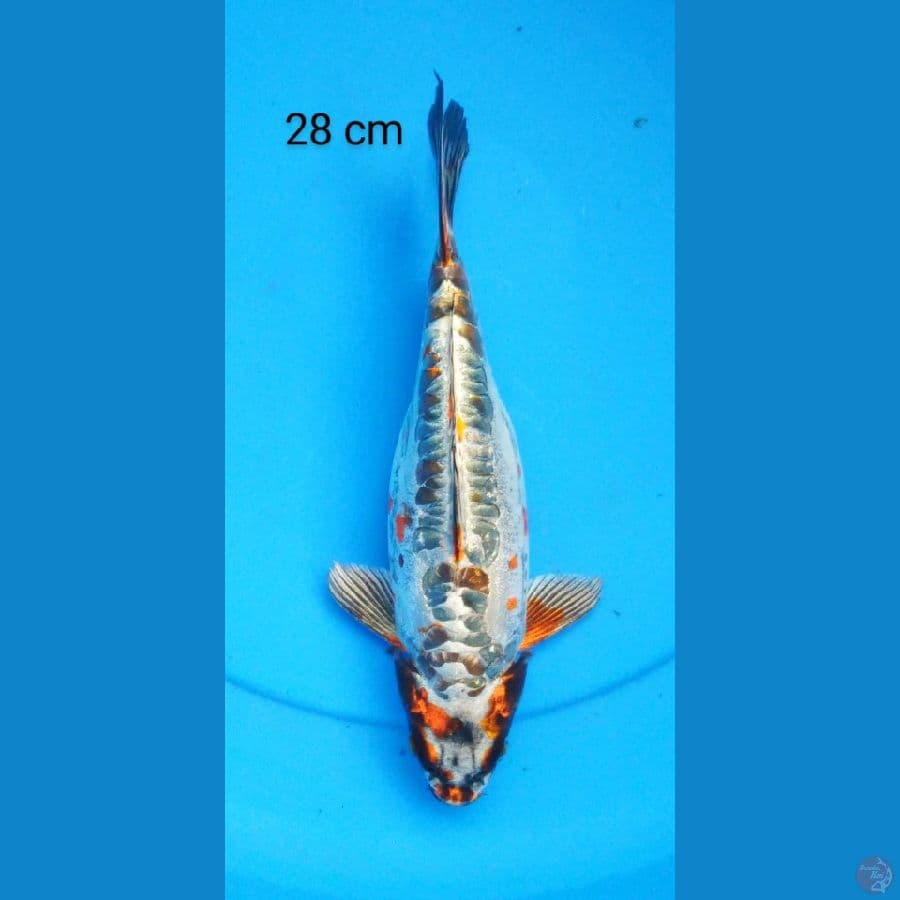 kiko 28 cm