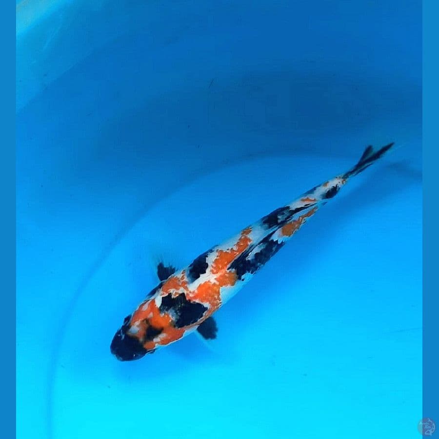 Kanoko showa 26cm Male