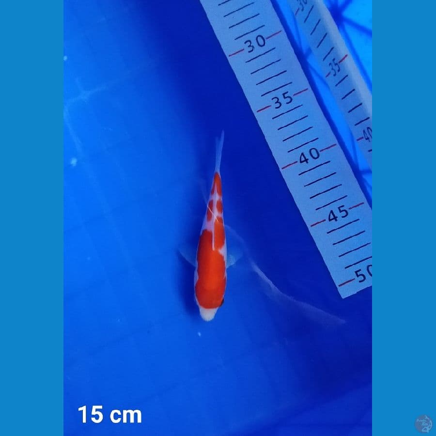 Minion SQ Kohaku