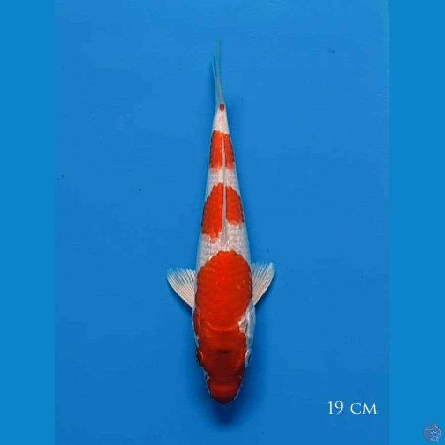 Sakura ogon bahan 19 cm