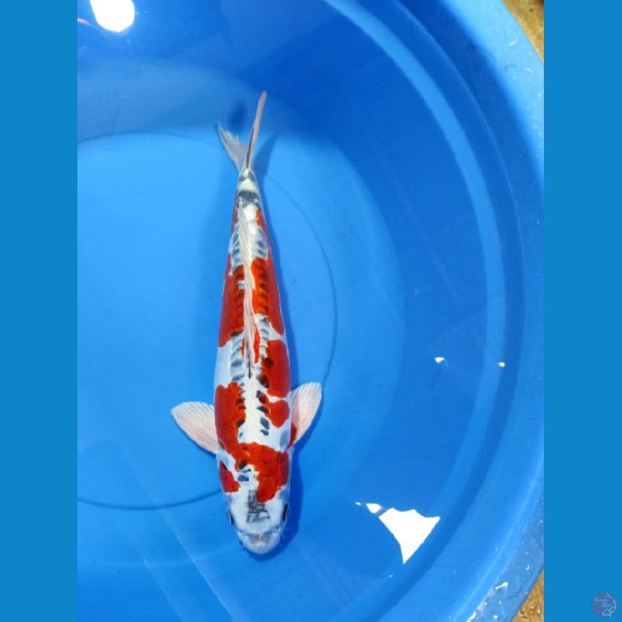 Antik kikokuryu 41cm male