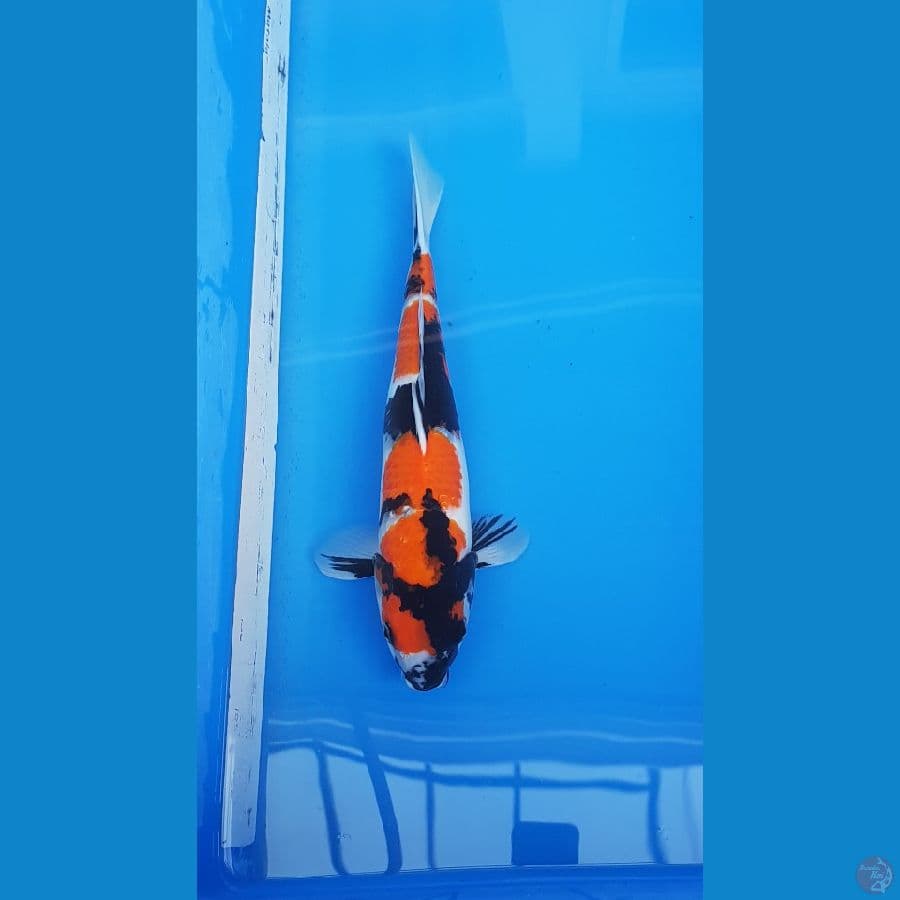 Showa 36cm