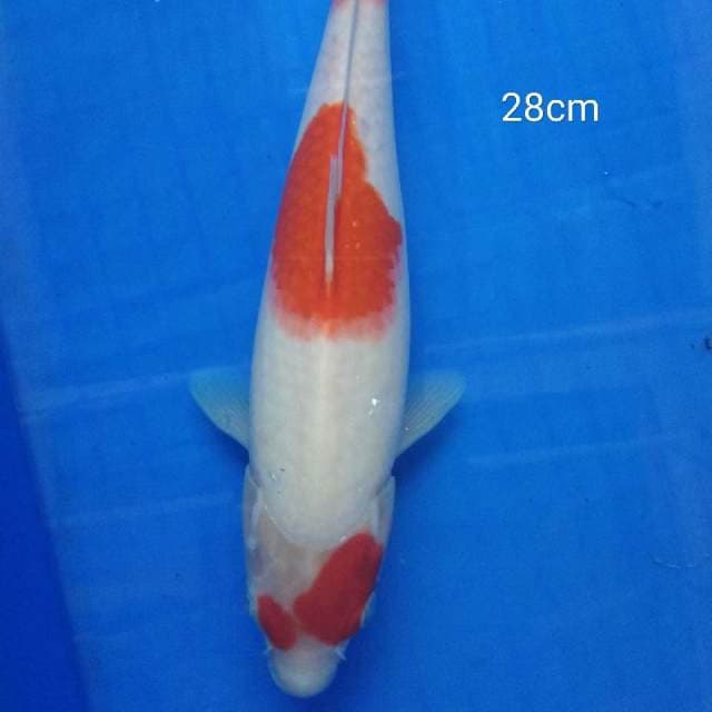 kohaku 3 step
