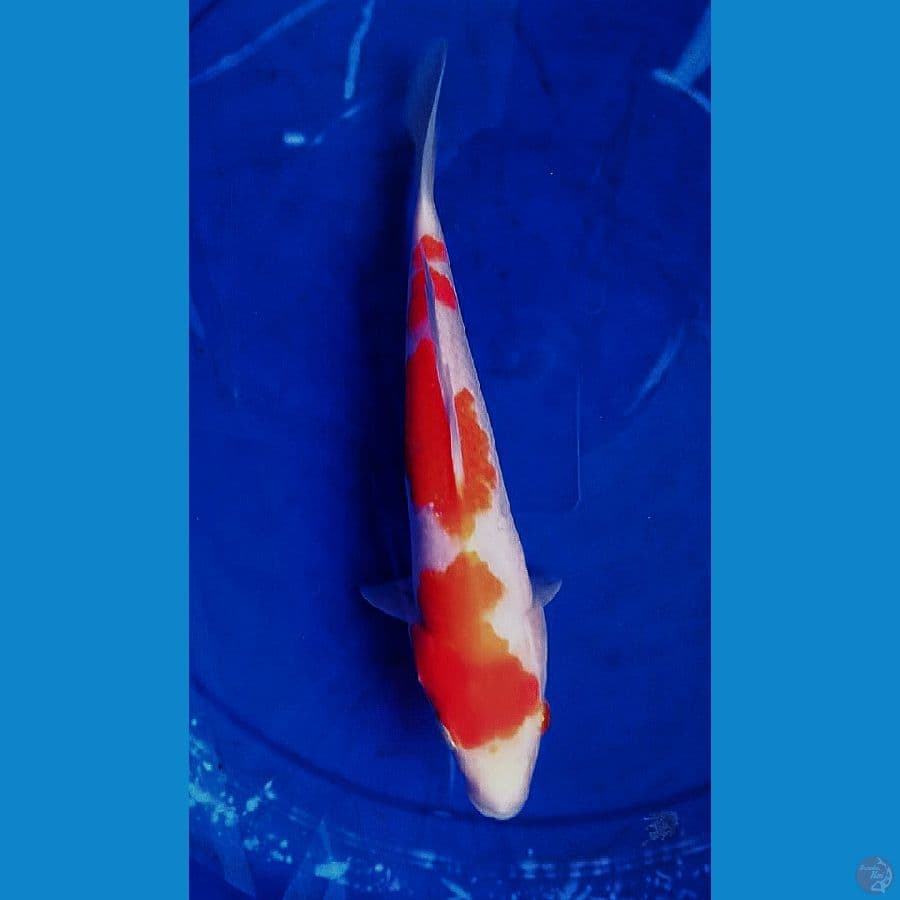 Kohaku SQ