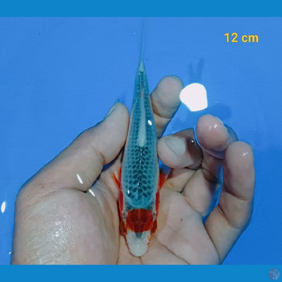 Tancho Asagi 12 cm