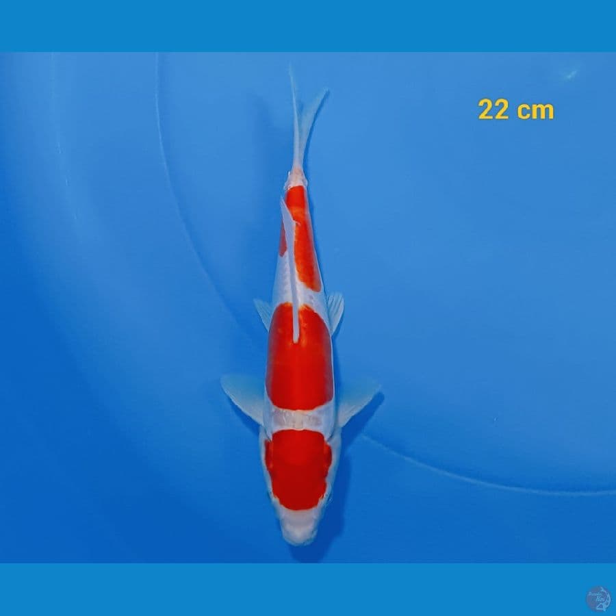 Kohaku doit murni 22 cm